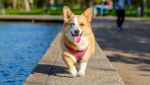 The Top Pet Products From Wayfair For Your Furry Pal